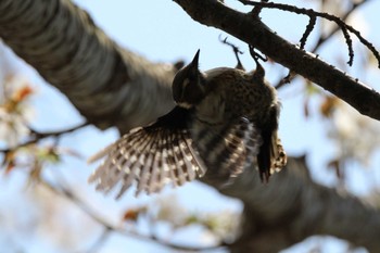 Japanese Pygmy Woodpecker 交野市いきものふれあいの里 Sun, 4/14/2024