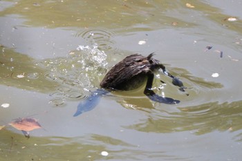 カイツブリ 交野市いきものふれあいの里 2024年4月14日(日)