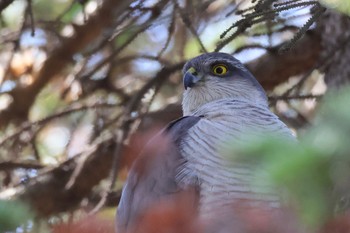 ハイタカ あいの里公園 2024年4月14日(日)