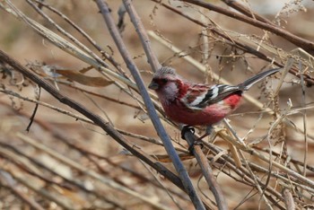 Siberian Long-tailed Rosefinch 茨戸川緑地 Sun, 4/14/2024