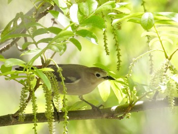 Chestnut-cheeked Starling 天野川 Sun, 4/14/2024