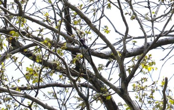 Blue-and-white Flycatcher 岩屋堂公園 Sat, 4/13/2024