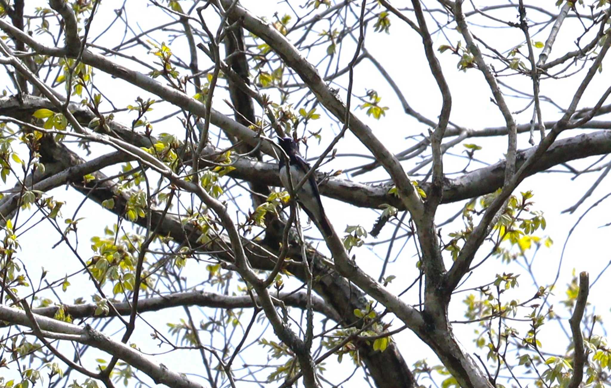 Blue-and-white Flycatcher