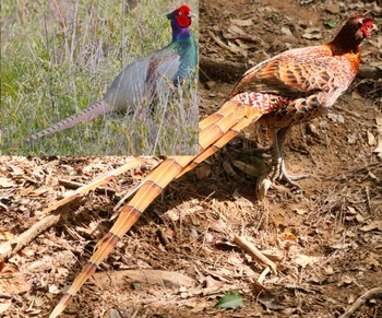 Copper Pheasant Unknown Spots Unknown Date
