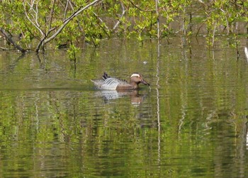 Sun, 4/14/2024 Birding report at 勅使池(豊明市)