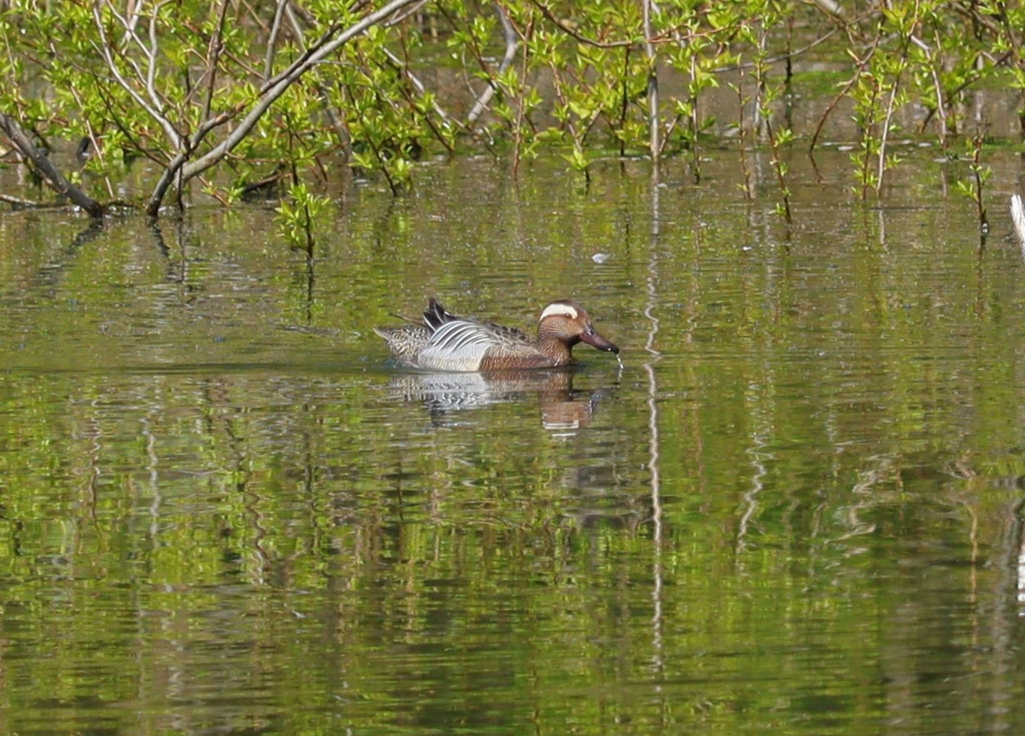 Garganey