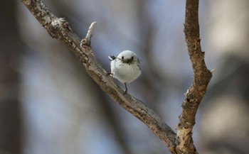 Long-tailed tit(japonicus) 前田森林公園(札幌市) Sat, 4/6/2024