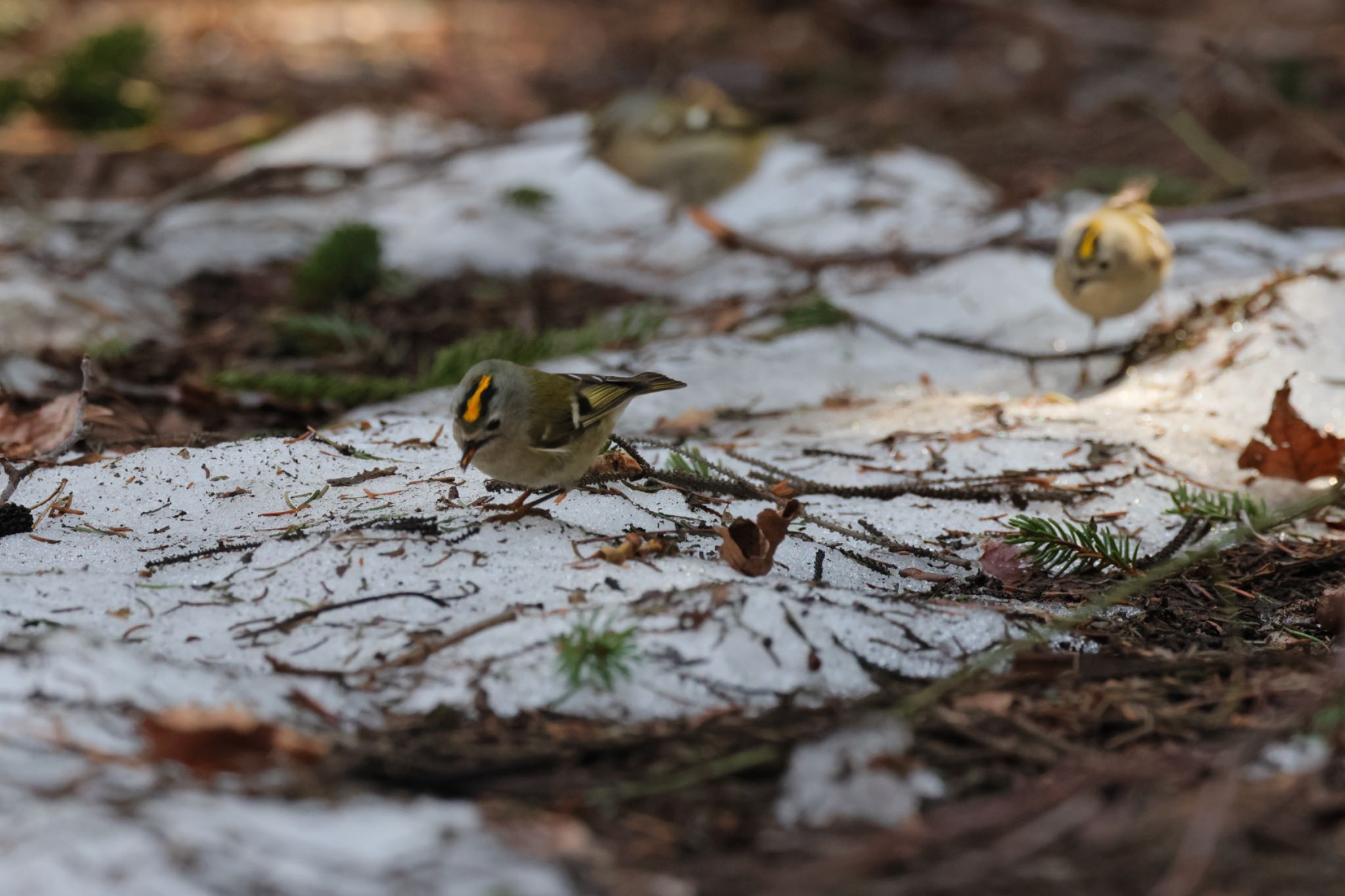 Photo of Goldcrest at 前田森林公園(札幌市) by わらすけ