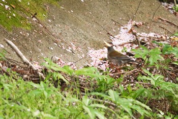 Pale Thrush 佐久間ダム湖親水公園 Sat, 4/13/2024