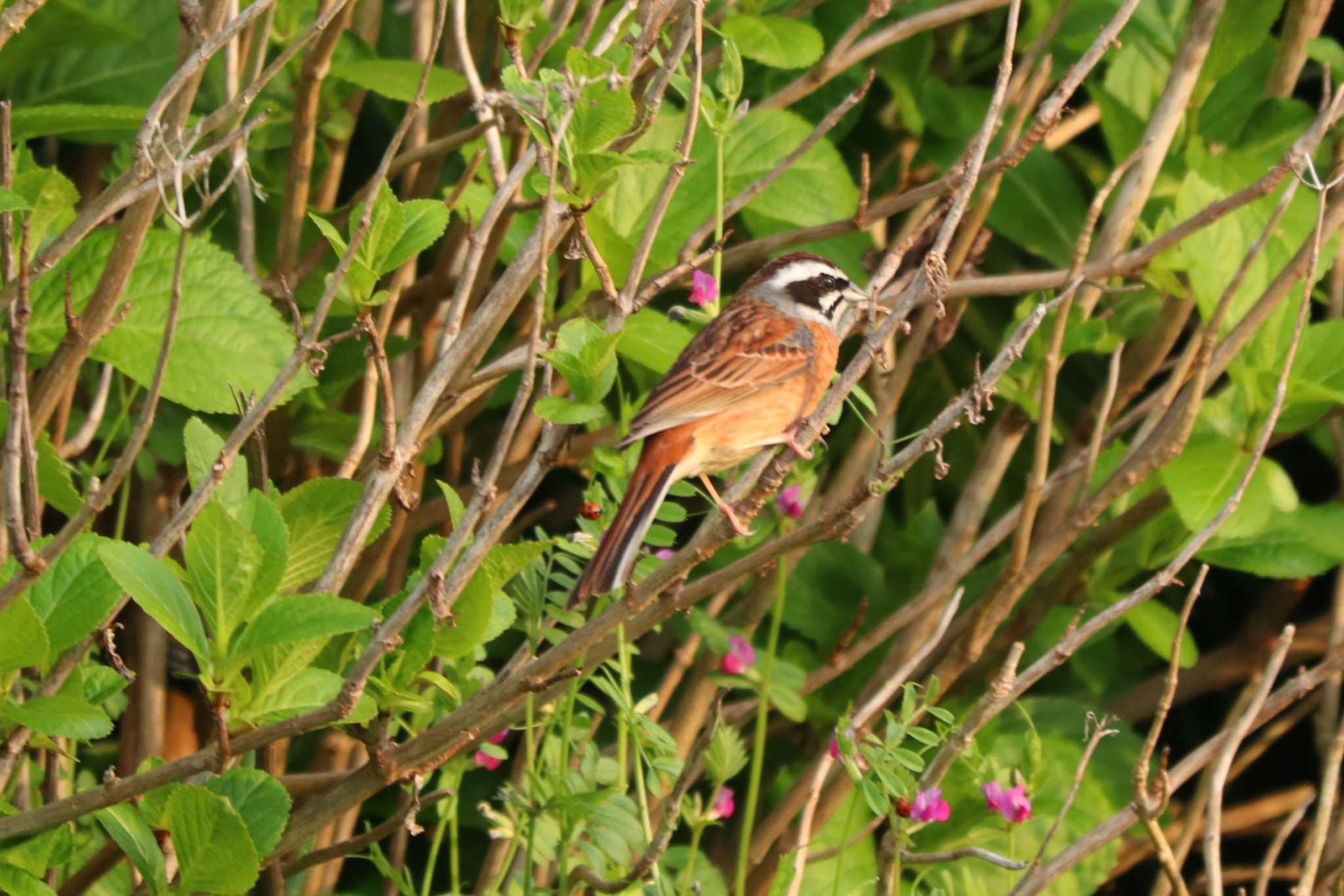 Meadow Bunting