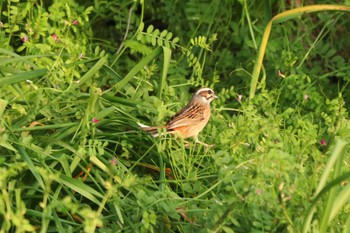 Meadow Bunting 佐久間ダム湖親水公園 Sat, 4/13/2024