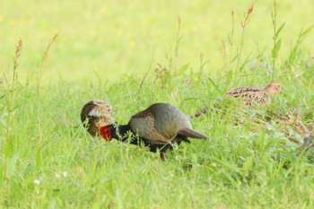 2024年4月13日(土) 佐久間ダム湖親水公園の野鳥観察記録