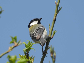 Japanese Tit Osaka castle park Sun, 4/14/2024