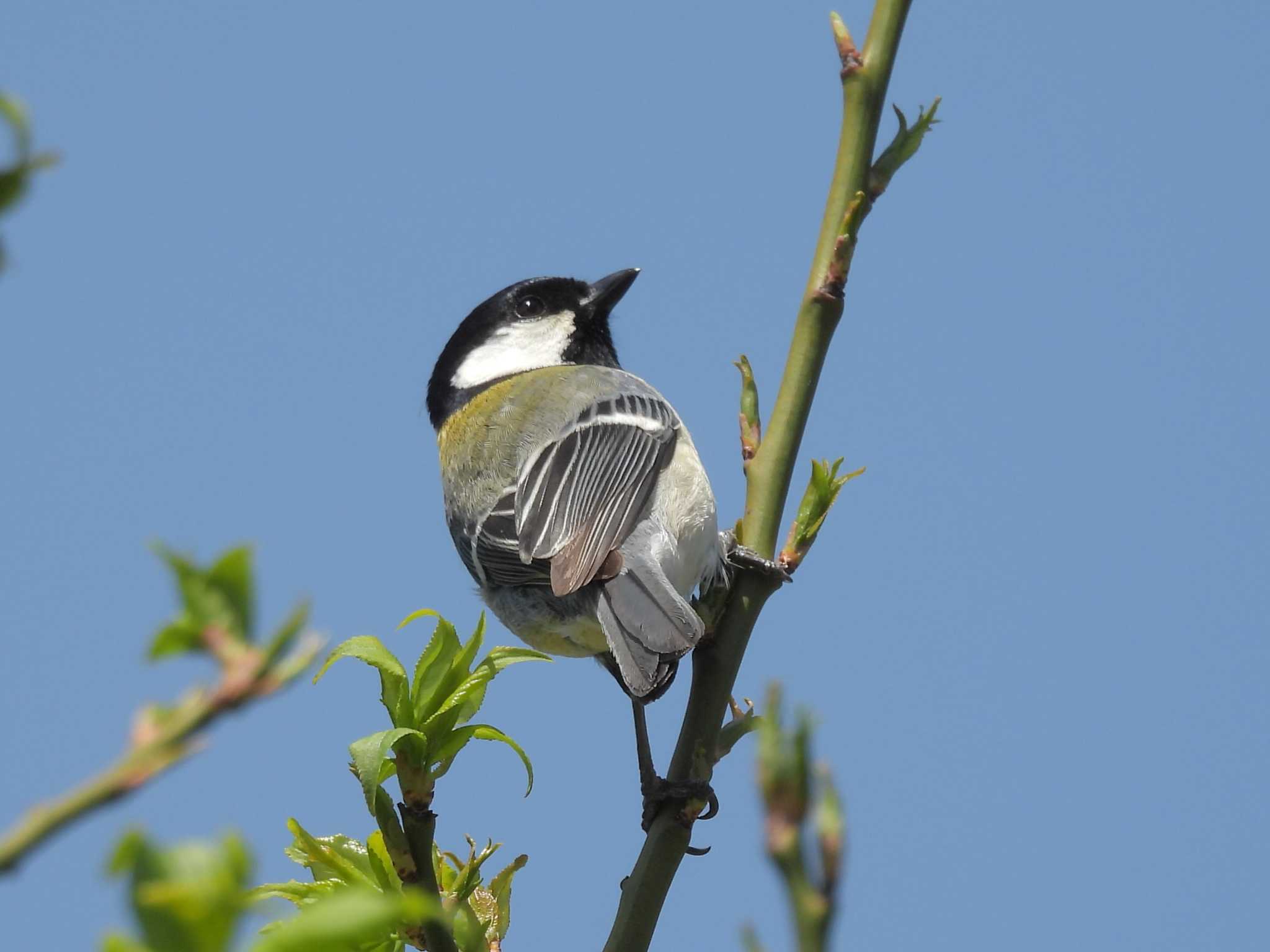 Photo of Japanese Tit at Osaka castle park by ゆりかもめ