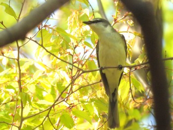 サンショウクイ 大阪城公園 2024年4月14日(日)