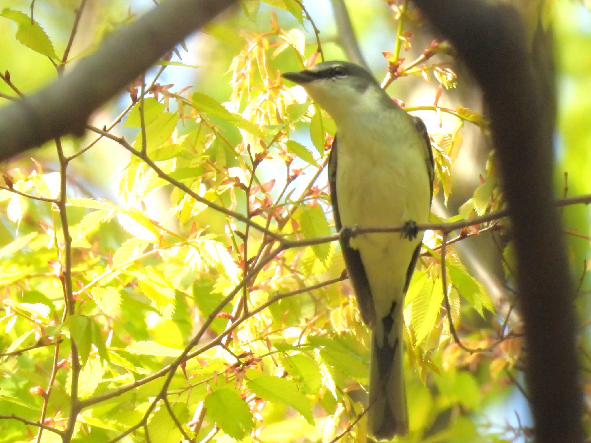 Photo of Ashy Minivet at Osaka castle park by ゆりかもめ