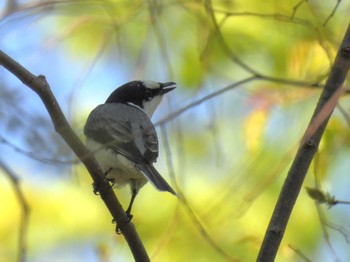 Ashy Minivet Osaka castle park Sun, 4/14/2024