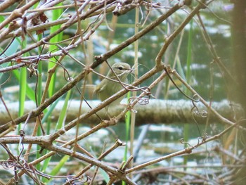 Japanese Bush Warbler 松尾寺公園 Sun, 4/14/2024