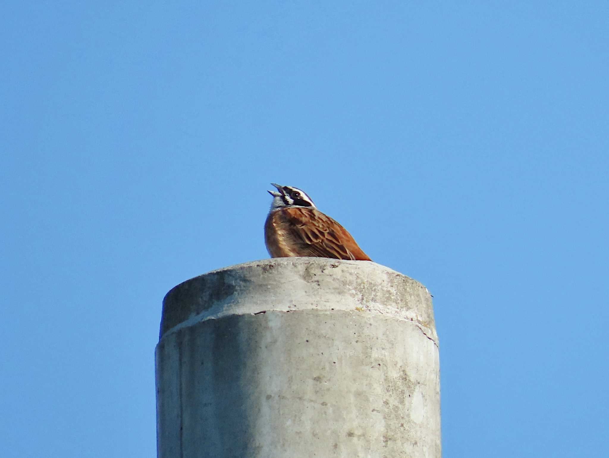 Photo of Meadow Bunting at 松尾寺公園 by Toshihiro Yamaguchi