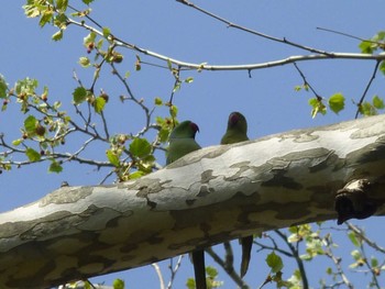 Indian Rose-necked Parakeet Koishikawa Botanic Garden Sun, 4/14/2024