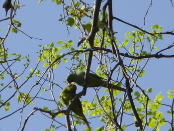 ワカケホンセイインコ 小石川植物園 2024年4月14日(日)