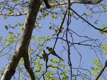 Indian Rose-necked Parakeet Koishikawa Botanic Garden Sun, 4/14/2024