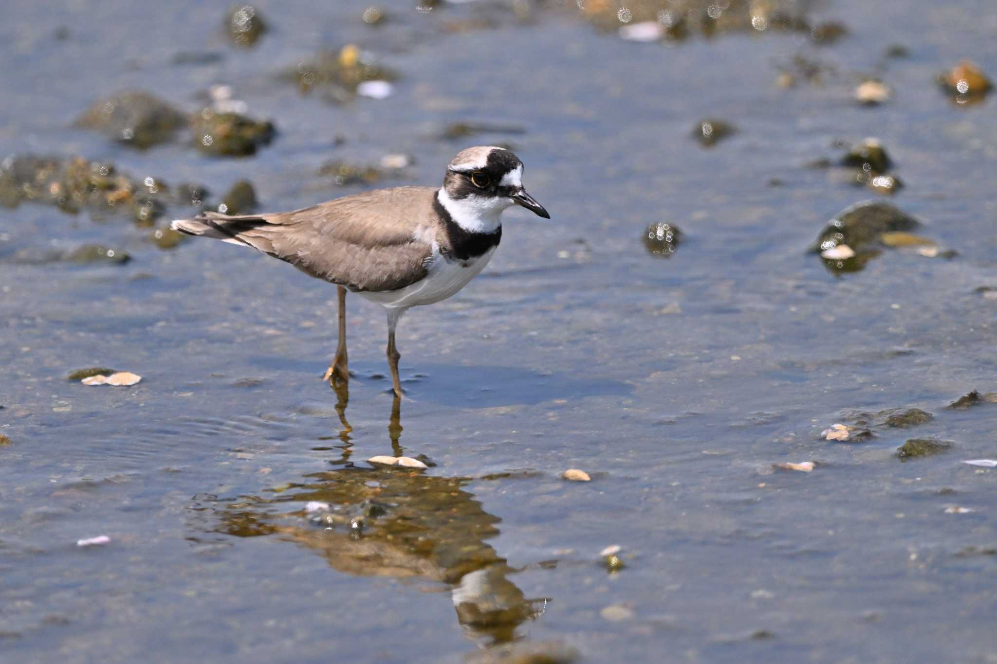 Photo of Long-billed Plover at 入間川(広瀬橋付近) by ダイ