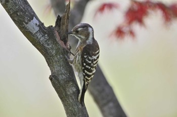 Japanese Pygmy Woodpecker まつぶし緑の丘公園 Sun, 4/14/2024