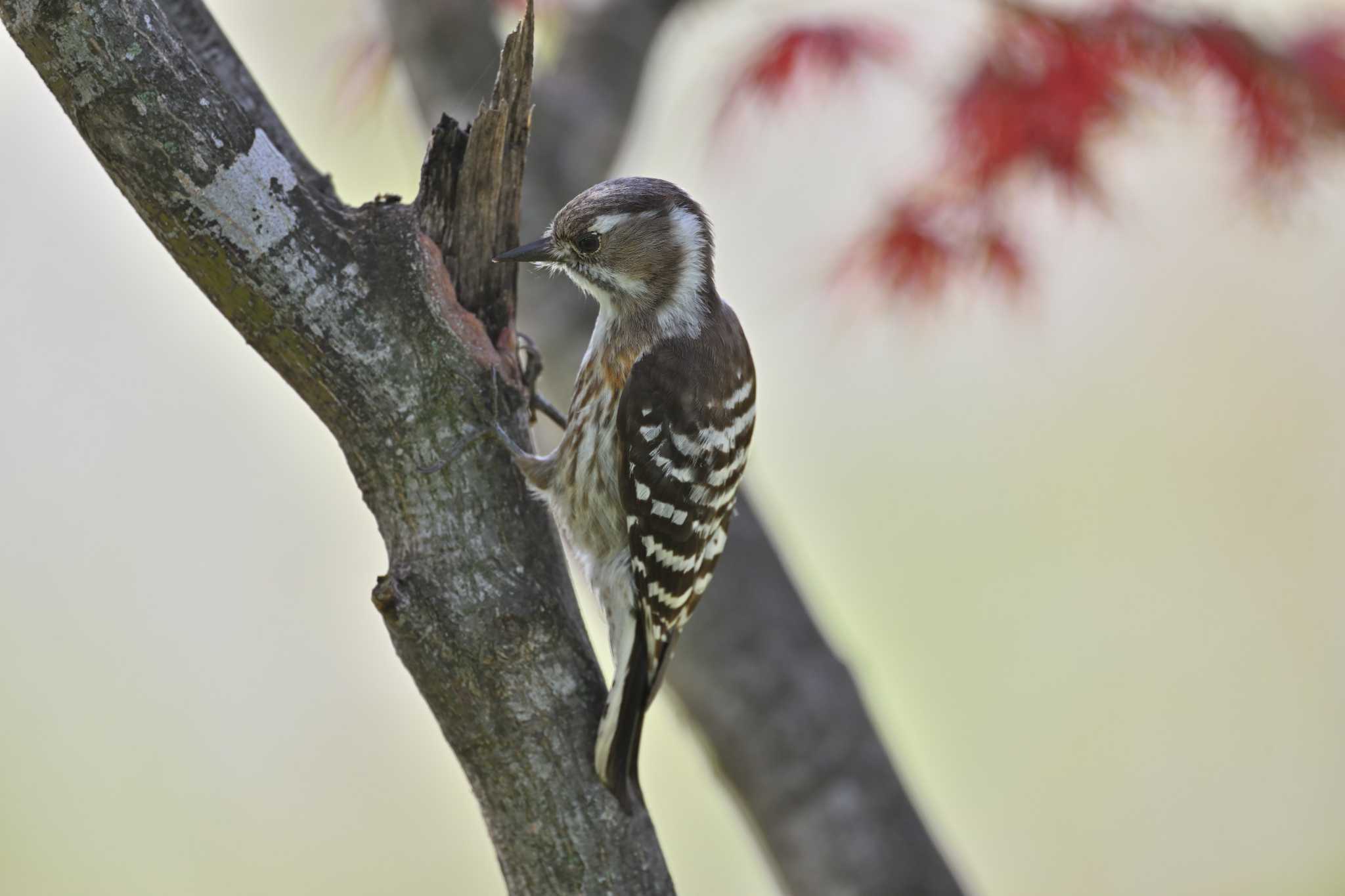 Photo of Japanese Pygmy Woodpecker at まつぶし緑の丘公園 by ダイ