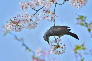 ヒヨドリ まつぶし緑の丘公園 2024年4月14日(日)