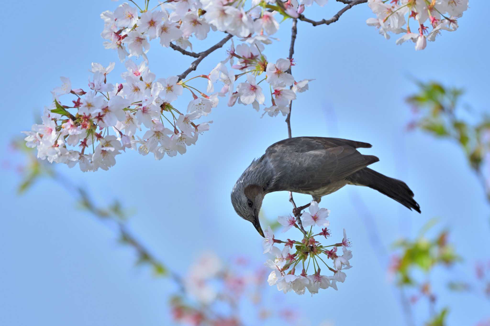 まつぶし緑の丘公園 ヒヨドリの写真 by ダイ