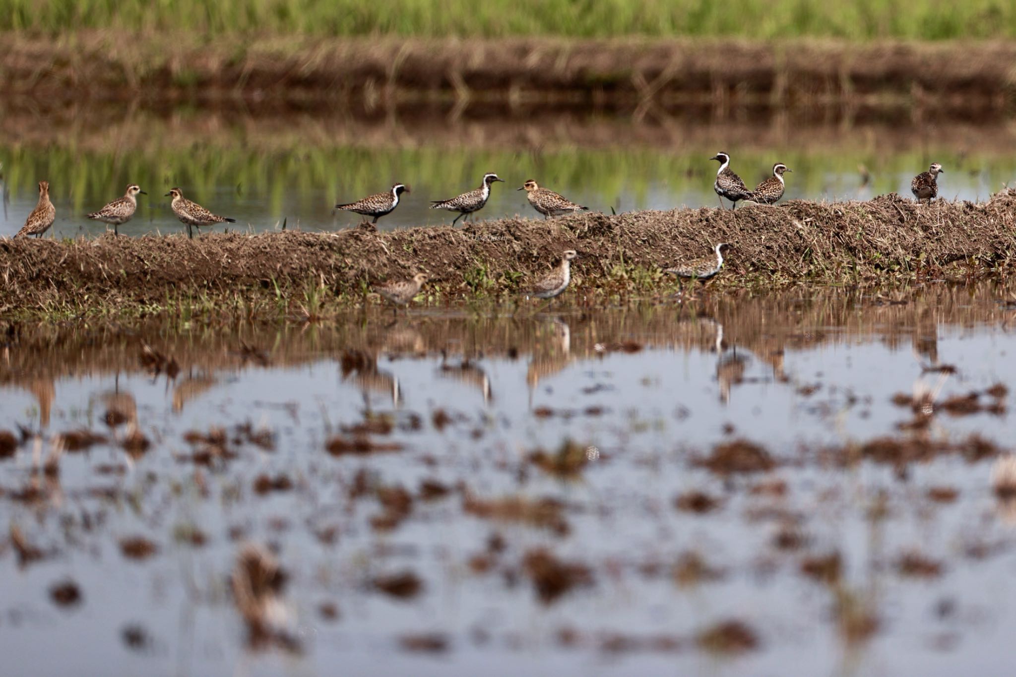 Photo of Pacific Golden Plover at 大久保農耕地 by 八丈 鶫