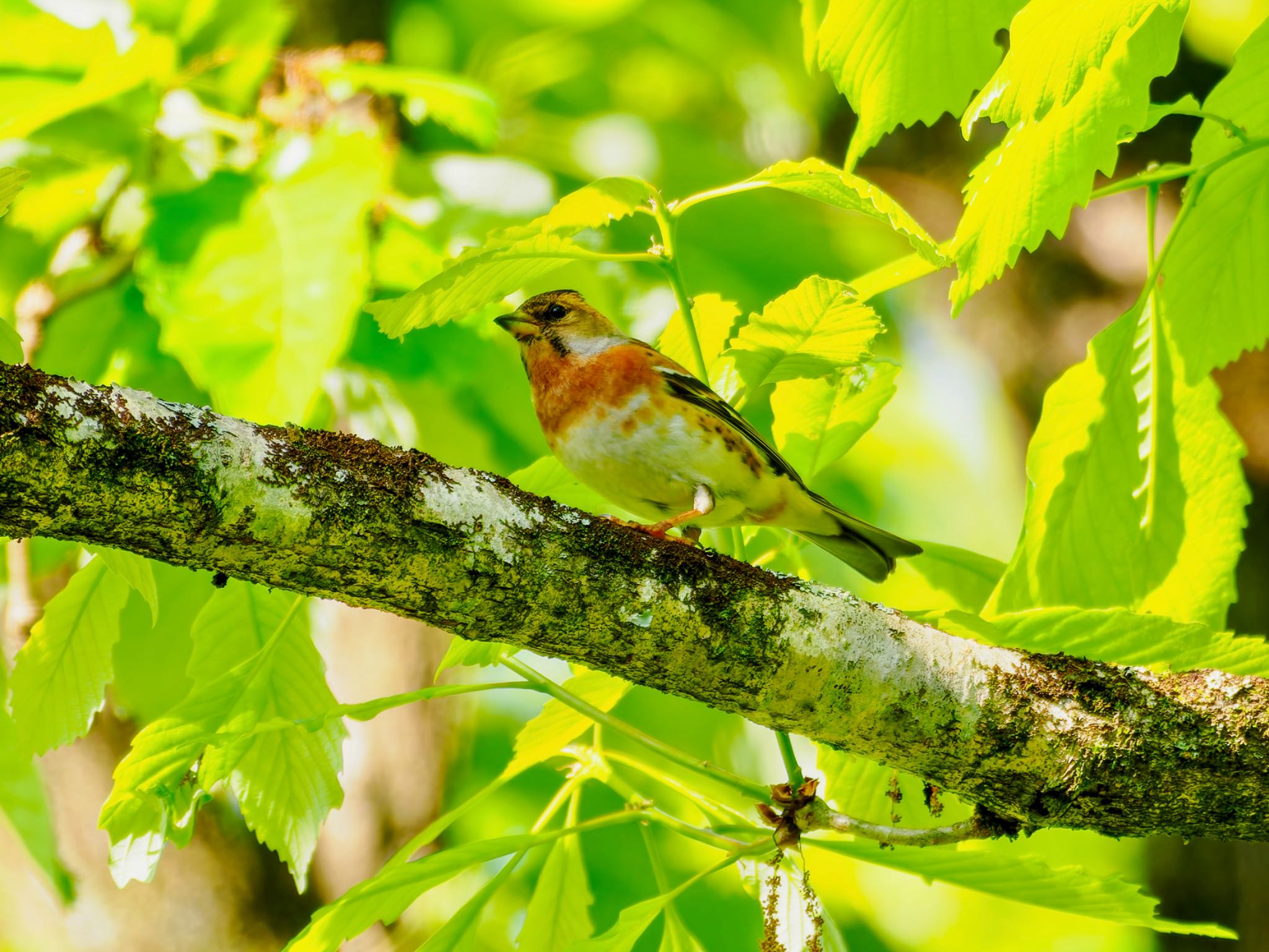 Photo of Brambling at 立田山 by FUJIマニア