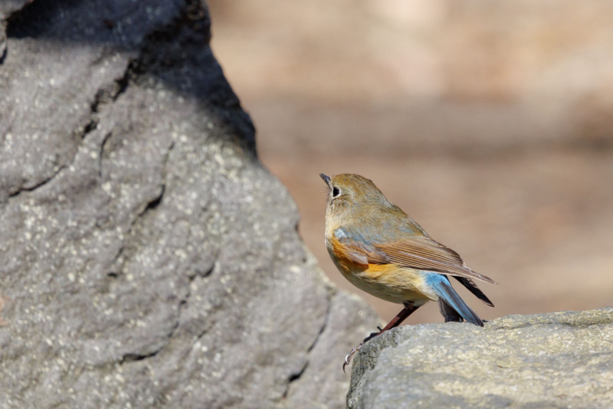 Red-flanked Bluetail