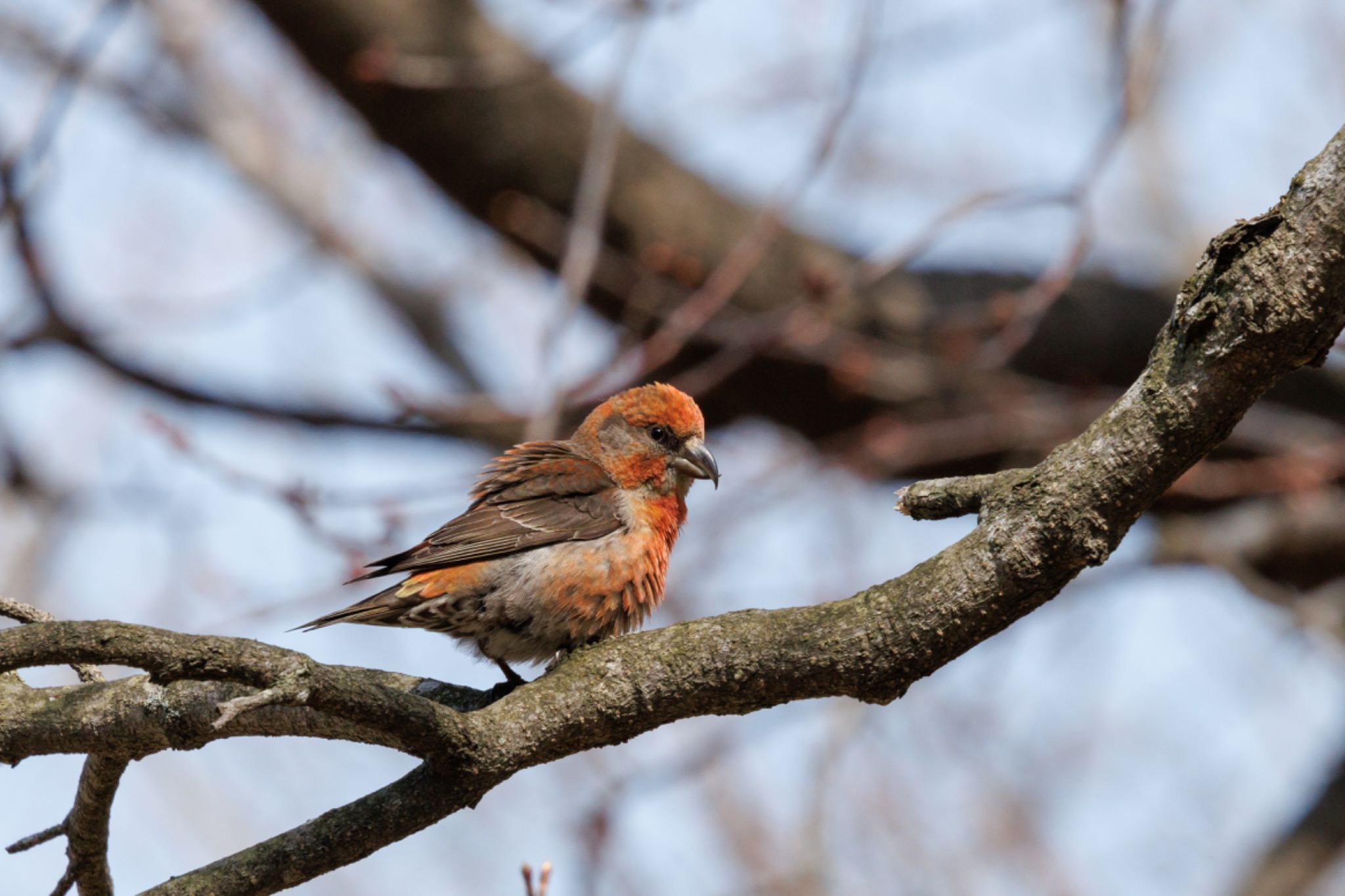 Photo of Red Crossbill at 出光カルチャーパーク(苫小牧) by シマシマ38