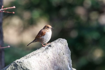 カヤクグリ 苫小牧 出光カルチャーパーク 2024年4月14日(日)