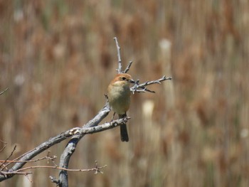 Bull-headed Shrike Osaka Nanko Bird Sanctuary Sun, 4/14/2024