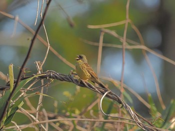 Masked Bunting Unknown Spots Sun, 4/14/2024