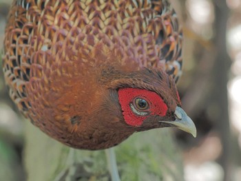 Copper Pheasant Unknown Spots Wed, 4/10/2024