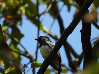 Blue-and-white Flycatcher Osaka Nanko Bird Sanctuary Sun, 4/14/2024