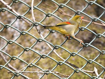 Red-billed Leiothrix Hayatogawa Forest Road Fri, 4/12/2024