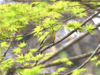 Warbling White-eye Hayatogawa Forest Road Fri, 4/12/2024