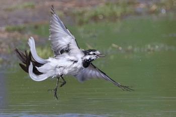 2024年3月29日(金) 多摩川の野鳥観察記録