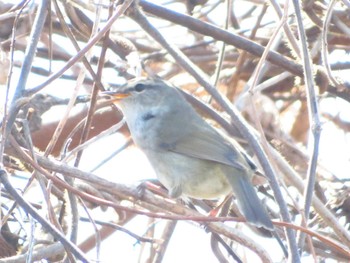 Japanese Bush Warbler 淀川河川公園 Mon, 3/6/2023