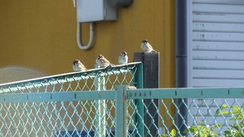 スズメ 巨椋干拓地 2018年12月24日(月)