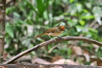 Scaly-crowned Babbler ベトナム Wed, 4/3/2024