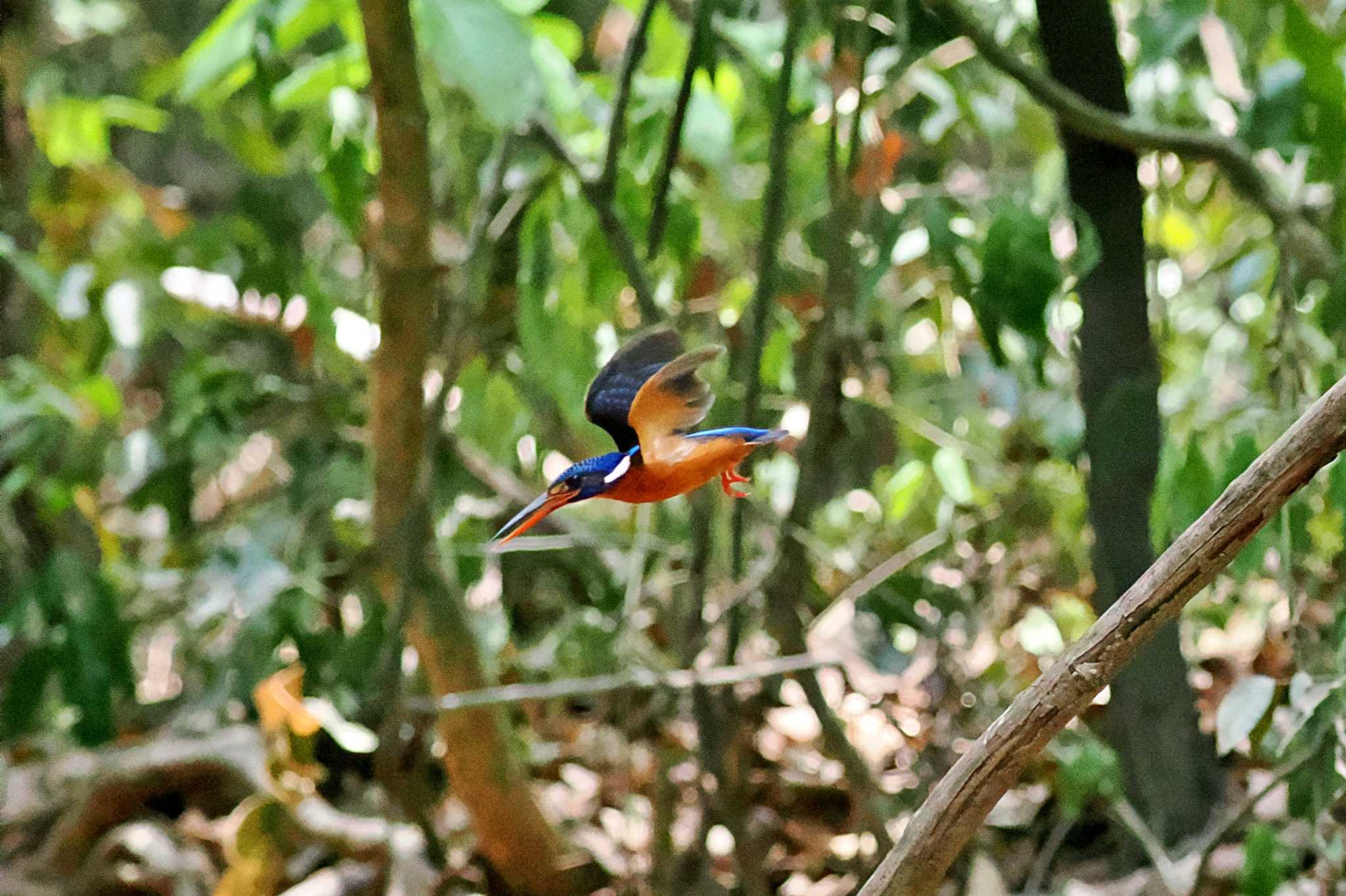 Photo of Blue-eared Kingfisher at ベトナム by 藤原奏冥