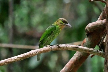 Green-eared Barbet ベトナム Wed, 4/3/2024