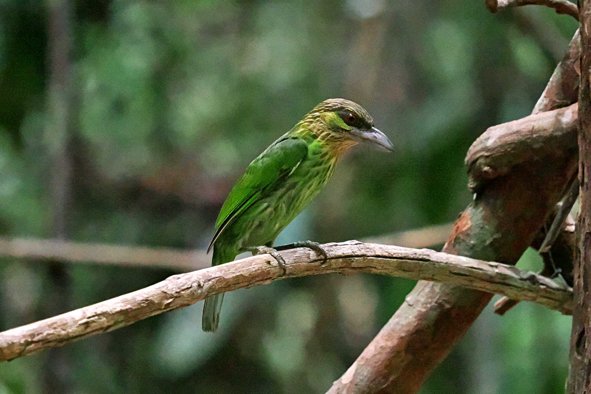 Photo of Green-eared Barbet at ベトナム by 藤原奏冥