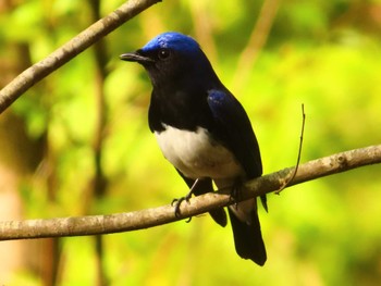 2024年4月14日(日) 早戸川林道の野鳥観察記録